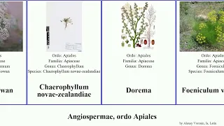 Angiospermae, ordo Apiales vulgare angiosperms odorata nodosum excelsa divaricata gairdneri Aralia