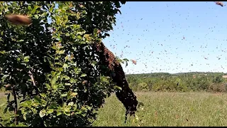 Два роя сели на одну ветку, свалочный рой