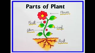 Easy Parts of the Plant Drawing / How to draw parts of plant / School project making idea