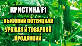 Кристина F1 - имеет высокий потенциал урожая и товарной продукции.