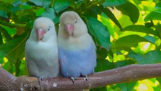 Lovebird Chirping Sounds and Call Sounds - Pastel Blue & Pastel Mauve Moccha