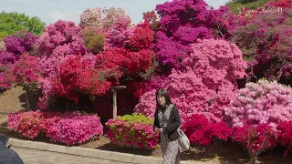 【4k】2023/04/17 館林つつじが岡公園のつつじまつり2023