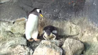 Conoce a las crías de pingüino gentoo de Faunia