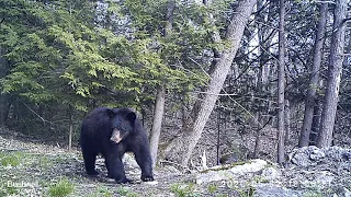 Black Bear Canton CT