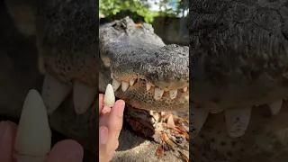 Gator dental check! Come do a tour with me and Casper at Everglades outpost 🐊￼