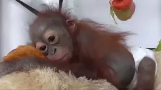Watching this baby orangutan being nursed back to health will warm your heart