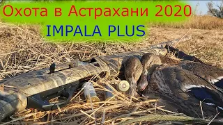 Охота в Астрахани с ружья IMPALA PLUS