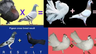 4 pigeon cross breed results #pigeon