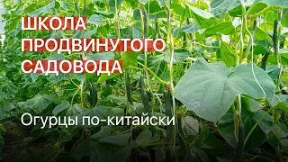 Огурцы по-китайски. Школа продвинутого садовода