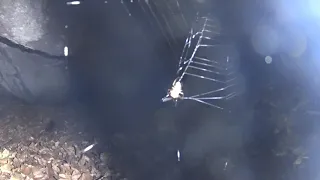 spider caught a fly-will have dinner(у паука будет вкусный обед)