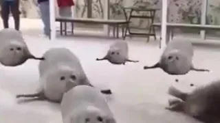 Прыгающие тюлени