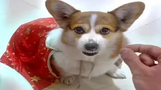 Top 10 Funny Pets