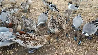 安曇野市明科の御宝田湧水池のカモたち