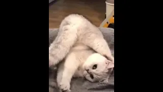 Пушистый кошарик😽