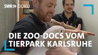 Die Zoo-Docs - Patientenstau im Karlsruher Tierpark | SWR Doku