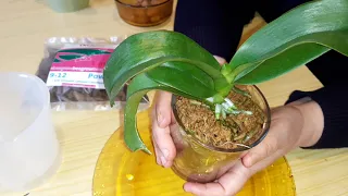 Орхидеи. Пересадка орхидеи из Азии после долгой домашней адаптации.