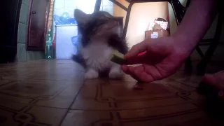 cat eat cucumber / кот ест огурец