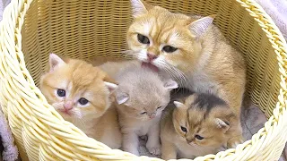 Mother cat is talking, caring and playing with her cute kittens