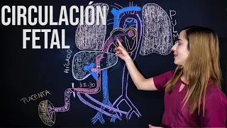 Circulación Fetal ¡Fácil explicación! Todo lo que tienes que saber | Mentes Médicas