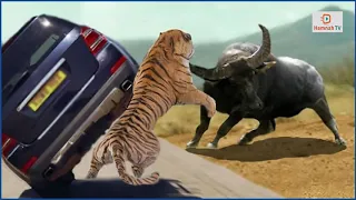 The Most Classic Encounters In Wild Animals - #Wild animals #fight 2021 | #2020 | #Animals