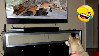 Funny Dogs And Cats Videos 2024 🤣 - Best Funniest Animal Videos Compilation 2024 part 26