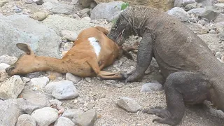 TWO LARGE KOMODO DRAGONS ARE FIGHTING FOR FEMALE GOAT MEAT ( HD )