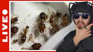 Camponotus maculatus subnudus tour de ma colonie en détail [Rediff LIVE 05/05/2024]