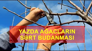 YAZDA AĞACIN SƏRT BUDANMASI. İZAHLI BUDAMA