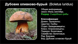 Дубовик оливково-бурый  (Boletus luridus)