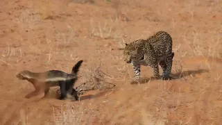 Brave honey badger survives leopard attack