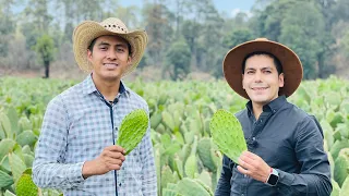 Cultivo de Nopales | 400 toneladas diarias | Por su calidad se exporta a Canadá, Europa y USA