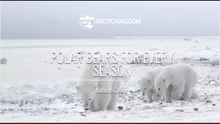 Polar Bears for Every Season | Webinar