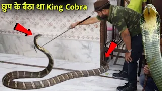 इतना बड़ा किंग कोबरा छुप बैठा था घर मे world longest venomous snake King cobra rescue !