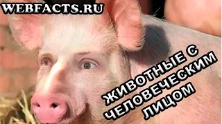 Животные с человеческим лицом - 5 самых ярких представителей