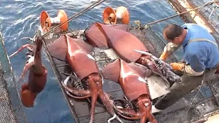 Modern Fast Squid Fishing Machine on Big Boat, Amazing Squid fishing night Squid On the Sea