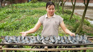 Process Catch Fish & Drying - Make Banana Cake Go to the Market Sell, Animals Care | Free New Life