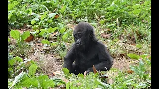 There's the BABY Gorilla!!! Willie B III is a year old now and brings big crowds!