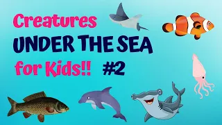 Meet the Amazing Creatures under the Sea, Part 2!