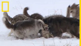 Le règne sans pitié d'une meute de loups