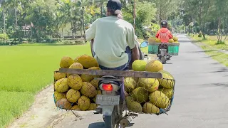 How They Harvest & Transport Tons of Jackfruits to Market
