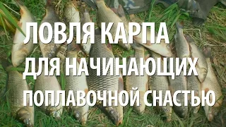 РЫБАЛКА на КАРПА для НАЧИНАЮЩИХ. КАК ЛОВИТЬ КАРПА на ПОПЛАВОЧНУЮ УДОЧКУ