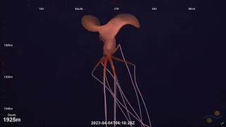 Magnapinna Squid High Quality Close Up | New Footage April 2023 - Magnapinna Archive