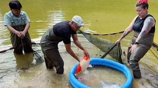 Japanese Koi Harvesting Experience | Niigata (Nishikigoi)