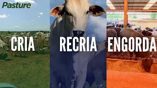 CRIA X RECRIA X ENGORDA| Qual dá mais DINHEIRO?