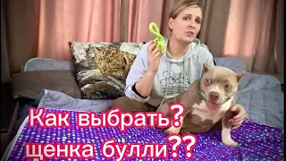 Как выбрать щенка булли и остаться довольным?#щенокбулли #булли #americanbully #bully