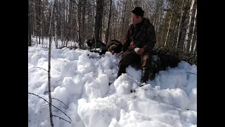 Охота на медведя с ВСЛ.Bear hunting. Karhun metsästys Karjalassa.