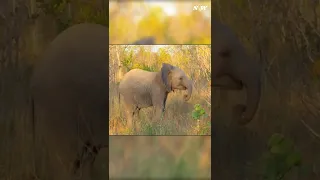 Baby elephant trips and gets embarrassed while fake charging | Live Love Elephant