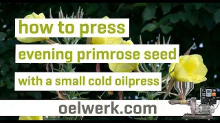 evening primrose seed pressing with small cold oilpress - made in germany