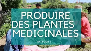 PRODUIRE DES PLANTES MEDICINALES