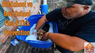 The Best Of Both Worlds: Old School Vs New School Flea & Tick Treatment